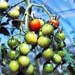 永田農法でのミニトマト栽培６年目 ...健菜のミニトマト