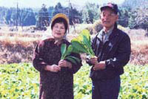 阿蘇の山焼きと高菜の収穫