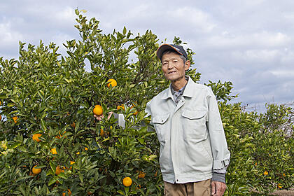 浜名湖北岸生まれの和製オレンジ。 その美味で果実好きを魅了中。