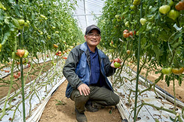 唯一無二のファーストトマト 希少種の栽培を引き継ぐ小島