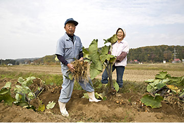 雪待ち吉川の畑しごと  永田農法で育てる菜花と芋