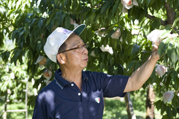 赤みさす果肉の絶品白桃 / 長野県飯田市・原農園を訪ねる