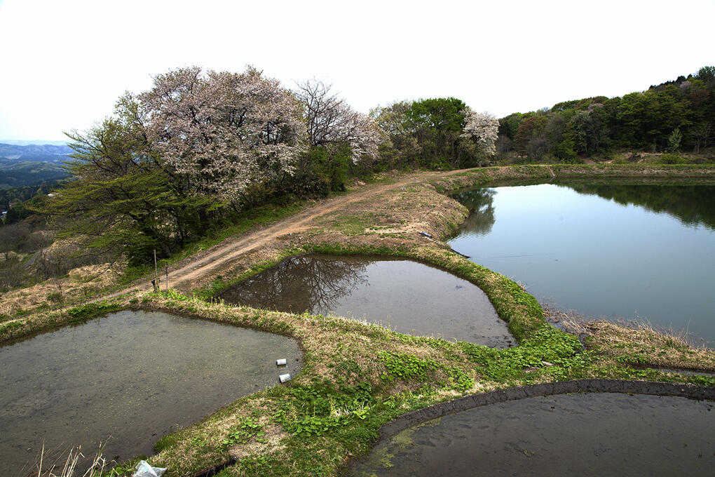 水張り田んぼと畔の桜